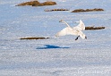 Cygne chanteur 7490